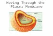 Moving Through the Plasma Membrane. Let’s Review What is homeostasis? What is the job of the plasma membrane? How do you think the cell membrane helps