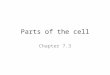 Parts of the cell Chapter 7.3. Prokaryotes (bacteria) Nucleoid- control center that does NOT have a membrane around it and holds the DNA Cytoplasm- the