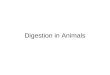 Digestion in Animals Objectives 1- Describe the nonruminant (monogastric), ruminant, and avian digestive systems. 2- Describe the process of digestion