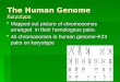 The Human Genome Karyotype  Mapped out picture of chromosomes arranged in their homologous pairs.  46 chromosomes in human genome  23 pairs on karyotype