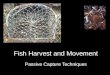 Passive Capture Techniques Fish Harvest and Movement
