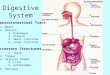 Digestive System Gastrointestinal Tract 1. Mouth 2. Pharynx 3. Esophagus 4. Stomach 5. Small Intestine 6. Large Intestine Accessory Structures 1. Teeth