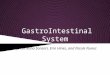 GastroIntestinal System By. Christina Sanzari, Erin Hines, and Nicole Nunez