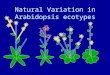 Natural Variation in Arabidopsis ecotypes. Using natural variation to understand diversity Correlation of phenotype with environment (selective pressure?)