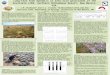 Long-term forb dynamics in semi-arid grasslands of the Sevilleta LTER, northern Chihuahuan Desert, New Mexico, USA. J.M. Mulhouse* and S.L. Collins *mulhouse@sevilleta.unm.edu