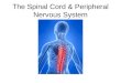 The Spinal Cord & Peripheral Nervous System. Peripheral Nerves There are 12 pairs of cranial nerves and 31 pairs of spinal nerves