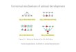 Universal mechanism of animal development Gene expression controls 4 essential process