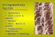 Integumentary System  Epidermis  Skin Color & Cancer  Dermis  Hair, Nails & Glands  Temperature Regulation  Wounds & Healing