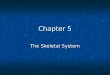 Chapter 5 The Skeletal System. Introduction The adult skeleton is composed of 206 bones The adult skeleton is composed of 206 bones The skeletal system