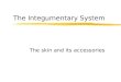 The Integumentary System The skin and its accessories