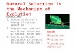 Natural Selection is the Mechanism of Evolution Objectives: 1.Summarize Darwin’s theory of natural selection. 2.Compare and contrast artificial selection
