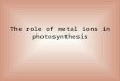 The role of metal ions in photosynthesis. The green plants produce ~ 1 g glucose every hour per square meter of leaf surface. This means that photosynthesis