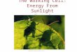 Copyright Pearson Prentice Hall The Working Cell: Energy From Sunlight Chapter 8
