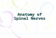 Anatomy of Spinal Nerves. The Peripheral Nervous System Introduction: PNS – all neural structures outside the brain and spinal cord. Provides links to
