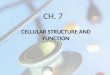 CH. 7 CELLULAR STRUCTURE AND FUNCTION. CELL DISCOVERY AND THEORY MAIN IDEA – The invention of the microscope led to the discovery of __________________