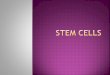 LO: To know what stem cells are and how they can be used to treat medical conditions