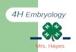 4H Embryology Mrs. Hayes. Pledge My head to clearer thinking My heart to greater loyalty My hands to larger Service My health to better living My club,