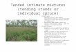 Tended intimate mixtures (tending stands or individual spruce) Advantages –Nursing effects are evenly distributed (better protection from radiation frost
