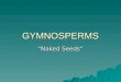 GYMNOSPERMS “Naked Seeds”. General Characteristics  Vascular  Alternation of generations –Dominant sporophyte –Reduced, dependent gametophyte  Produce