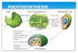 PHOTOSYNTHESIS. 2 Photosynthesis  Involves the Use Of light Energy to convert Water (H 2 0) and Carbon Dioxide (CO 2 ) into Oxygen (O 2 ) and High Energy