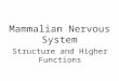 Mammalian Nervous System Structure and Higher Functions