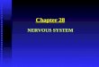 Chapter 28 NERVOUS SYSTEM. Functions of Nervous Tissue 1. Sensory Input: Conduction of signals from sensory organs (eyes, ears, nose, skin, etc.) to information