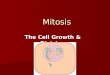 Mitosis The Cell Growth & Division. Page 1: Limits to Cell Growth- 2 main reasons cells divide rather than continuing to grow indefinitely: Limits to