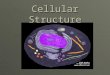 Cellular Structure. Nucleus  The control center of the cell (metabolism, protein synthesis)
