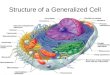 Structure of a Generalized Cell. The Cell The cell is the basic structural and functional unit of life. –The cells structural anatomy will determine its