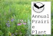 Annual Prairie Plant Sale 2014. Amorpha canescens Leadplant Family: Papilionaceae Category:Shrubs Height:24-36 in. (60-90 cm) Sun Exposure:Full Sun Bloom