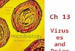 Ch 13 Viruses and Prions. Student Learning Outcomes Differentiate a virus from a bacterium. Explain the difference between enveloped and nonenveloped