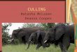 CULLING Natasha McLaren Deanna Cooper. What Is Culling Culling is the process of removing animals from a group based on specific criteria. Typically this