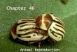 Chapter 46 Animal Reproduction. I. Asexual Reproduction Creation of new individuals whose genes all come from one parent