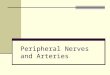 Peripheral Nerves and Arteries. Information IN Sensory or “afferent” neurons carry information into the CNS from receptors located throughout the body