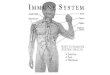 Elimination System Digestive system Immune System Circulatory System Glandular System Nervous system Respiratory System Structural System Urinary System