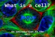 What is a cell? An introduction to the cell Section 7.1