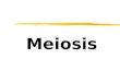 Meiosis. Key Terms - Meiosis - Gametes - Recombination / Crossing Over - Chiasma - Independent Assortment