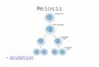 Meiosis animation. How are the Goals of MEIOSIS Different from the Goals of MITOSIS? MITOSISMEIOSIS 1) Produces identical daughter cells (genetically)