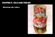 CHAPTER 3: CELLS AND TISSUES Microscope Lab: Letter e