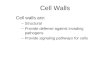 Cell Walls Cell walls are: –Structural –Provide defense against invading pathogens –Provide signaling pathways for cells