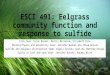 ESCI 491: Eelgrass community function and response to sulfide Fish Team: Brian Maskal, Mattie Michalek, Elizabeth Orta Photosynthesis and alkalinity team: