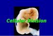 Cellular Division. 2 Binary Fission DNA replicated Membrane added