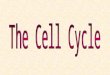Why do cells divide? 4. For the reproduction of unicellular organisms (like bacteria) 1. To heal/repair tissue 2. For multicellular organisms to grow
