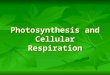 Photosynthesis and Cellular Respiration. Photosynthesis Method of converting sun energy into chemical energy usable by cells Autotrophs: self feeders,