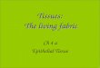 Tissues: The living fabric Ch 4 a Epithelial Tissue