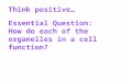 Think positive… Essential Question: How do each of the organelles in a cell function?
