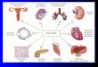 Table 1. Biological Responses Mediated by Adrenergic Receptors in the Human Heart Biological ResponseAdrenergic Receptor Mediation Cardiac myocyte growthß