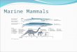 Marine Mammals. Key Concepts Mammals have a body covering of hair, maintain a constant warm body temperature, and nourish their young with milk produced