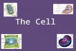 The Cell History of The Cell Looked at a thin slice of cork under a microscope Observed hollow, tiny, room like structures Only saw the cell wall because