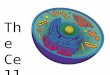 The Cell. What is a Prokaryote? Prokaryote ?  Prokaryotes DO have:  Cell Membrane  Cell Wall (not like plant’s cell wall)  Cytoplasm  DNA (genetic